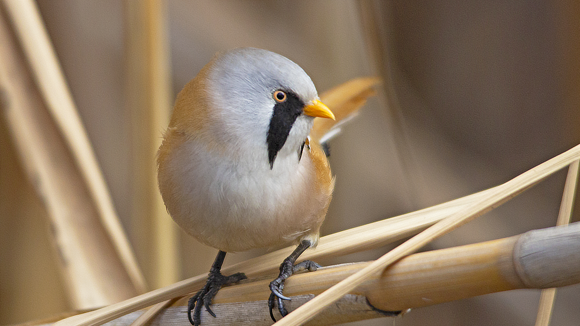 Bearded Reedling